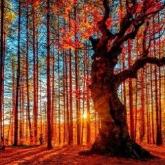 FALL Into The Leaves...