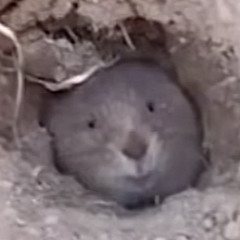 attack of killer beast(sped up)