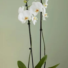 Alkward love live by pacific featuring Dattz Dee white Boo