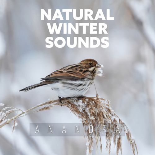  Botanical Garden: Secluded Bliss : Anandra: Digital Music