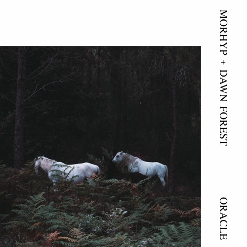 MORHYP - Dawn Forest