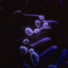 PLUMWATER