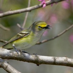 White-eyed Vireo, Pretty Songs And Rambling Song