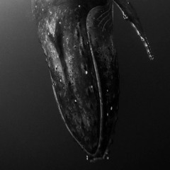 نهنگ مرده