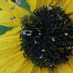 springblooms2.0