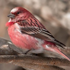 take ur novem vaccine