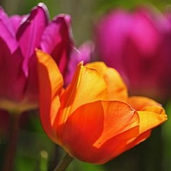 Spring Awakening - The Best Is Yet To Come