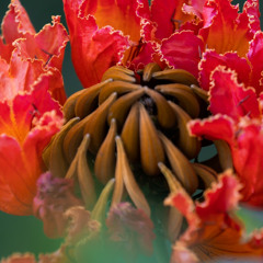 Rizz Miami Anthem – Juan More Time (Bootleg Edit)