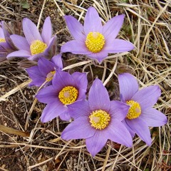 Asian Spring (Take2)