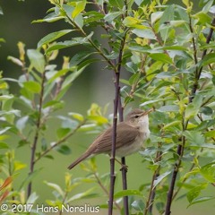 Local Blyth's Reed Warbler singing at noon