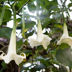 Ignitor de sueños....feat Diegozero-La brujería