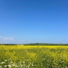 Girl from the north country (cover)