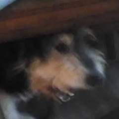 Ik hou van het auteursrechtsysteem van de Verenigde Staten!!!!!