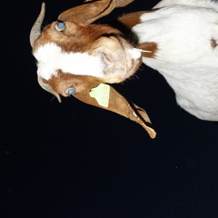 DB the Ultimate (2023)