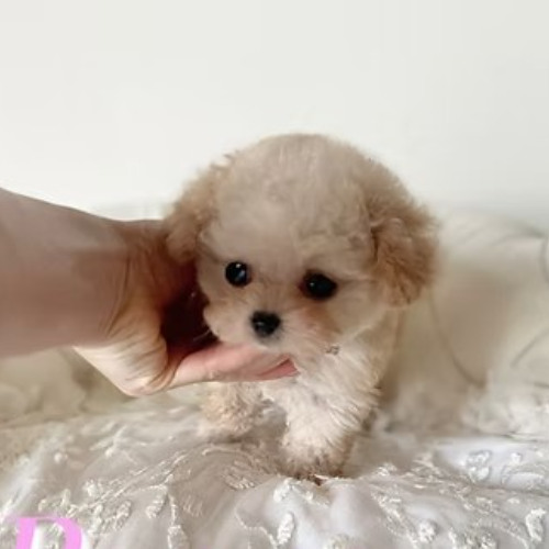Micro Teacup Poodle Puppies for Sale Nevada | TIARA PETS