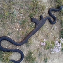 Eu to aqui nickghost.wav (prodlaizgoat)