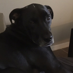 Doggy existential crisis