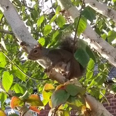 Grey Squirrel Alarm Calls