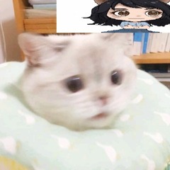 MEOW & BASS
