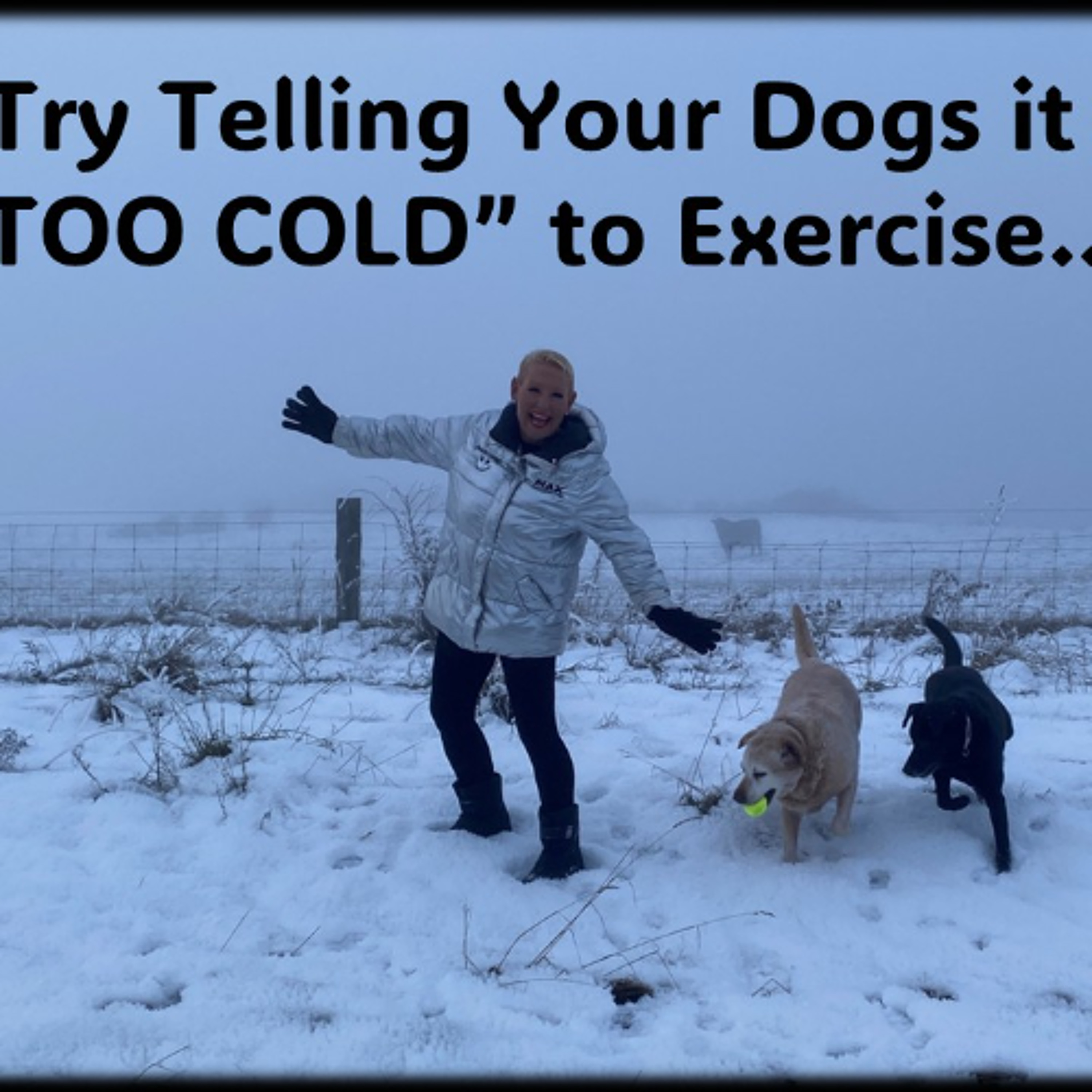 Your Dogs…Try telling them it is too cold to exercise!!