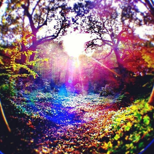 Forest blunts(Crafted by. Xemnaschrist)