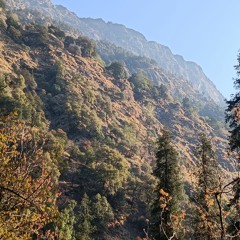 Himalayas lower part forest Chamoli - near birds with Himalayan Langur