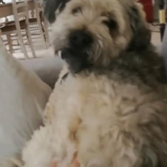 Demoner danser lidt - @Dogssinspace