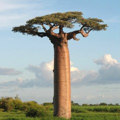 #29 Jean-Baptiste Tati-Loutard - Baobab