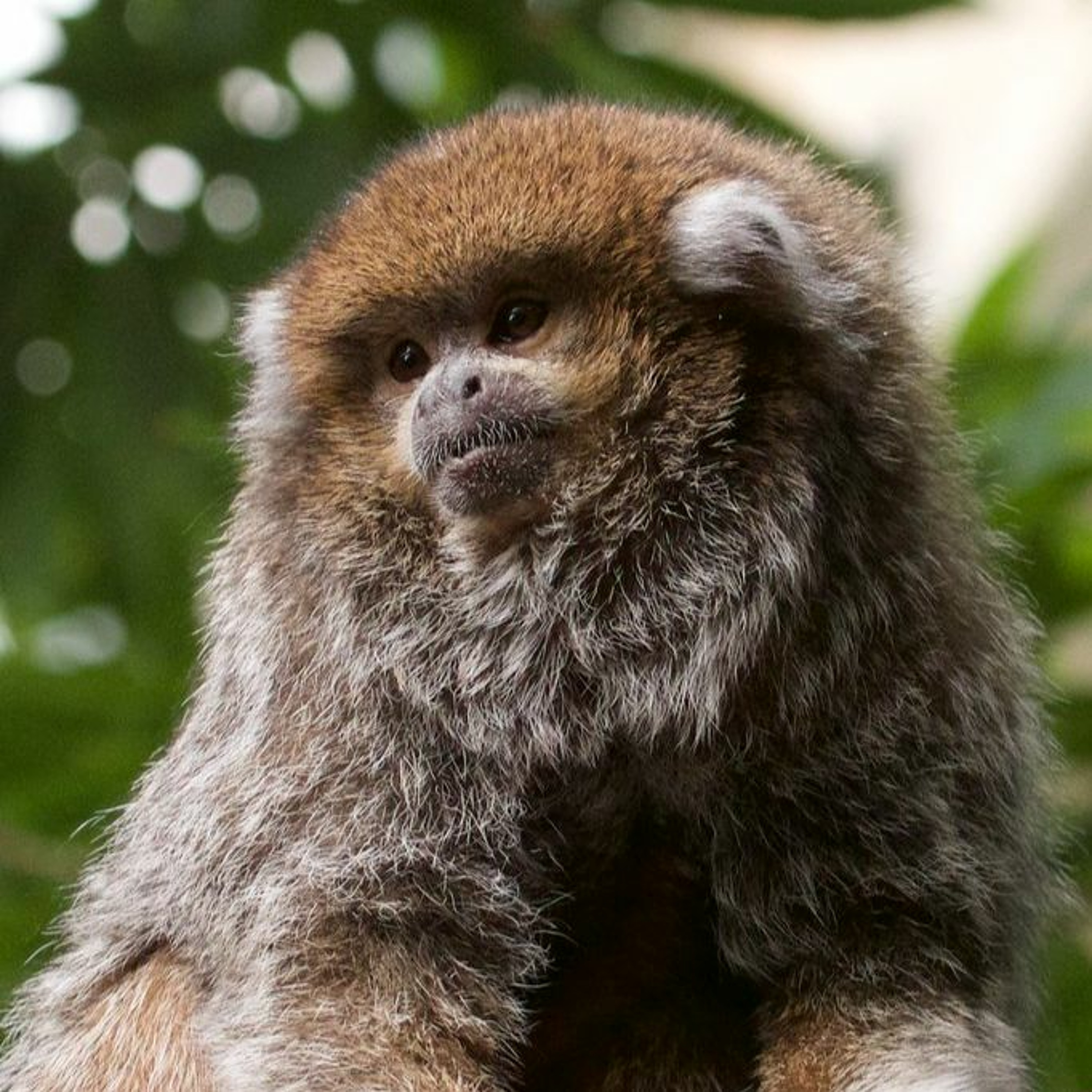 Mike Anderson (Hawaii)