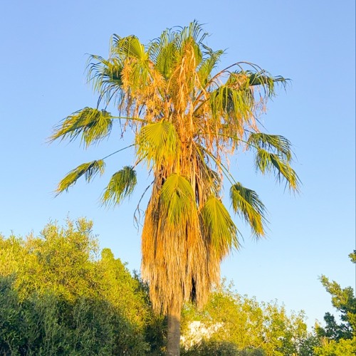 Palm Tree 2🪬