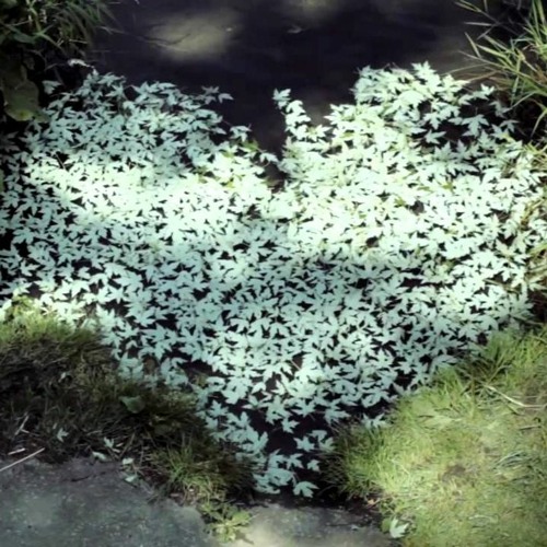 dead hearts are everywhere