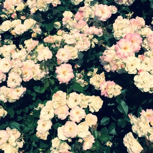 Stream 海と花束 きのこ帝国 Cover By Kusayou2 Listen Online For Free On Soundcloud Stream 海と花束 きのこ帝国 Cover By Kusayou2 Listen Online For Free On Soundcloud