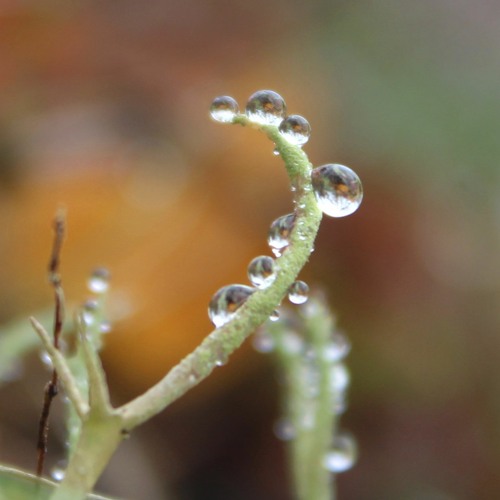 Toads Below The Lightning