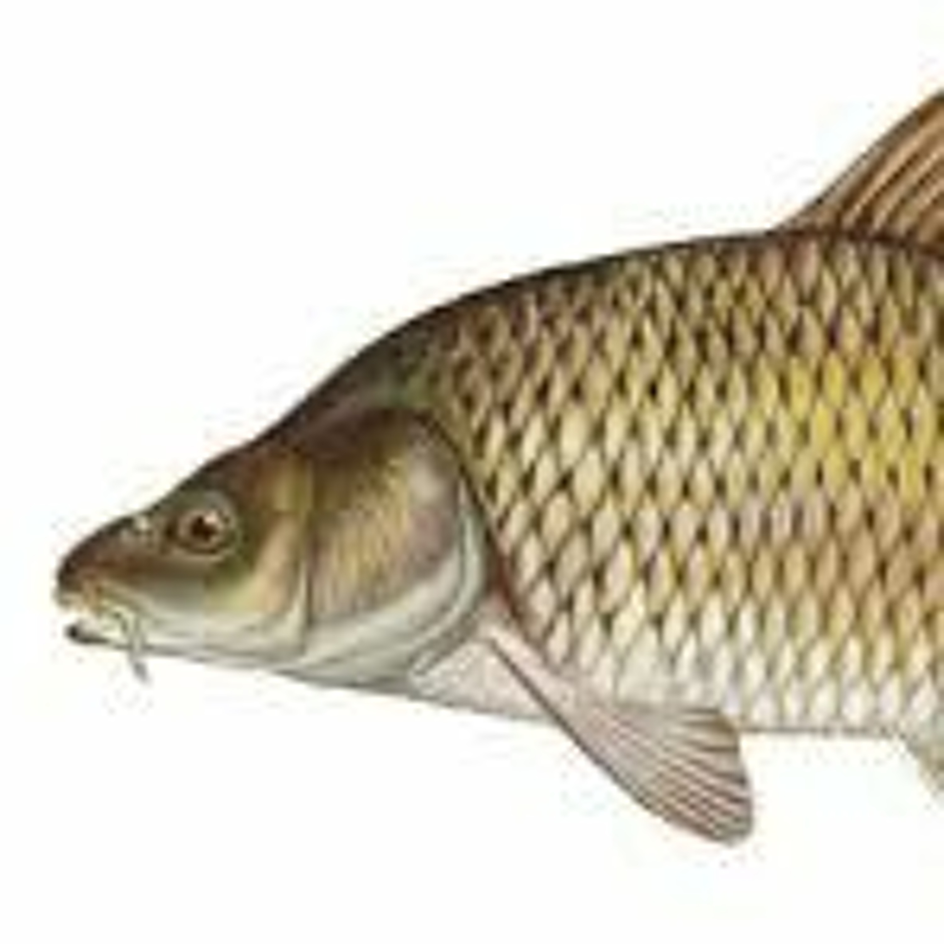 Poetry plain and simple