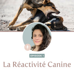 Episode 1 - Définition et mythes sur la réactivité canine