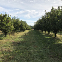 Parade Of The Lost Souls (raw)(prod. Llouis)