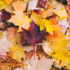 Fall Is Coming