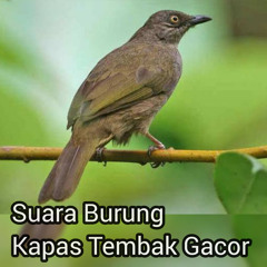 Suara burung kapas tembak gacor