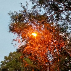 Morning in the Savanna