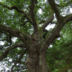 Oak