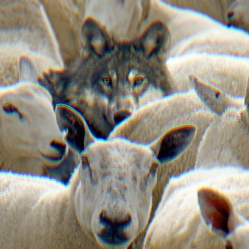 Stream wolf in sheep's clothing by 555 - SoundCloud