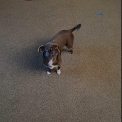 Different Breed San Francisco