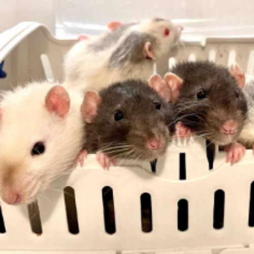 d4vd type beat (prod.shimix)