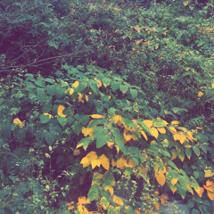 White Saucy- Diffrence