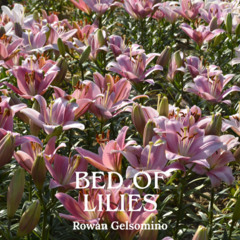 Bed of Lilies