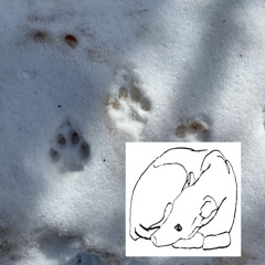 paw trail (glossalia) #trauma2k14