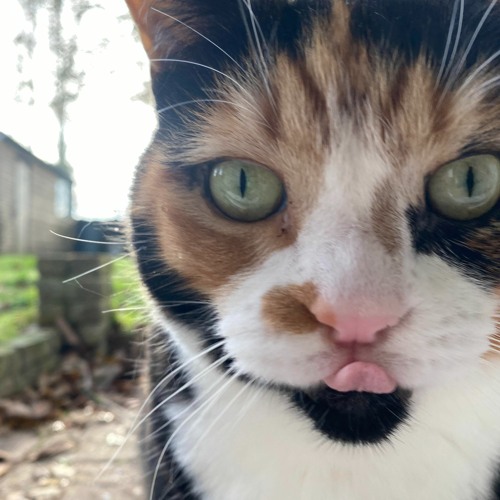 No Meow Shall Go Unheard NYE Mix