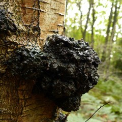 chaga
