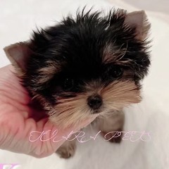 Adorable Yorkshire Terrier Puppies for Sale in Spain – From Tiara Pet