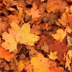 Autumn Leaves